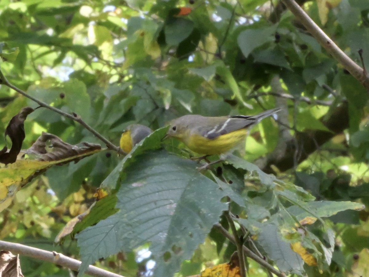 Magnolia Warbler - ML643564048
