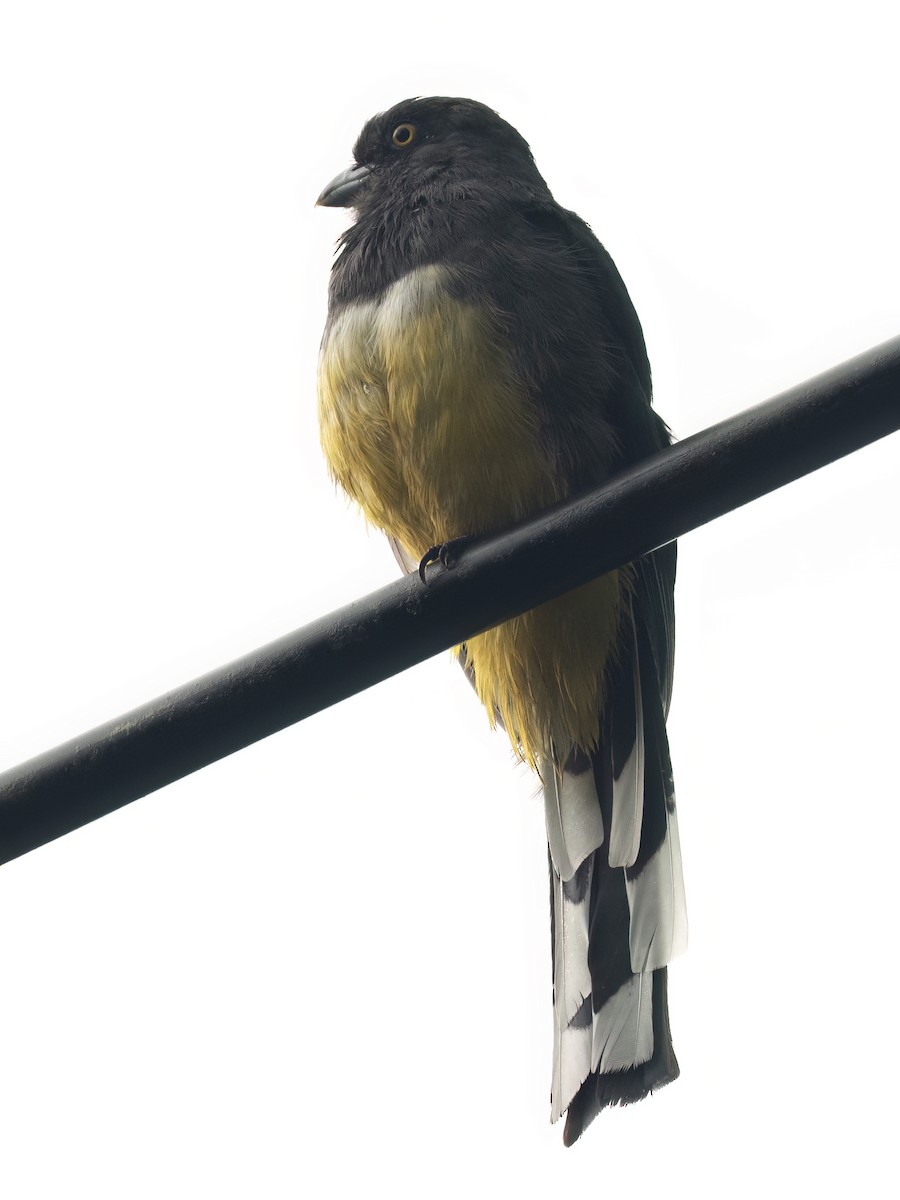 Graukopftrogon - ML643564051
