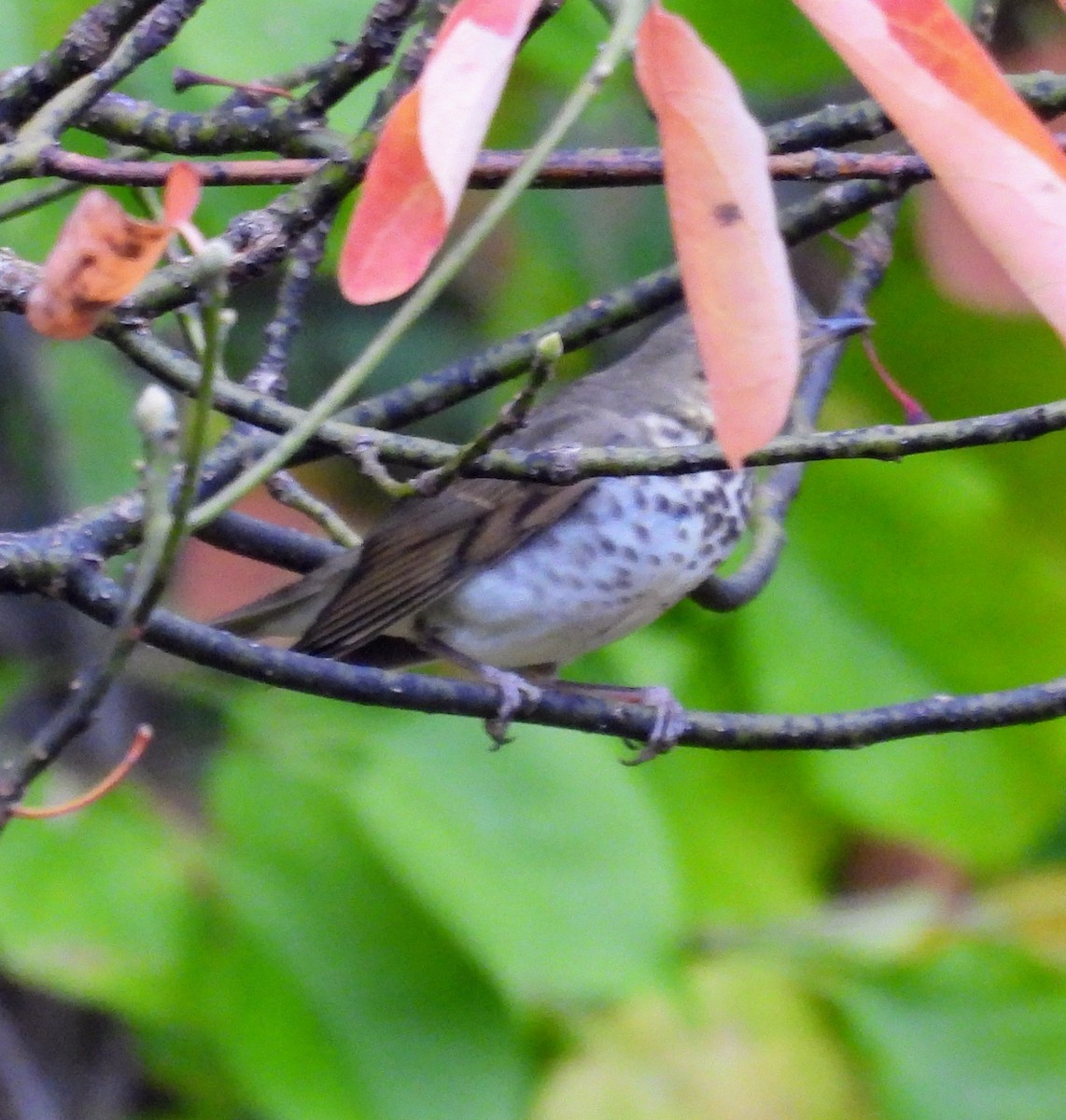 Grive à dos olive - ML643564058