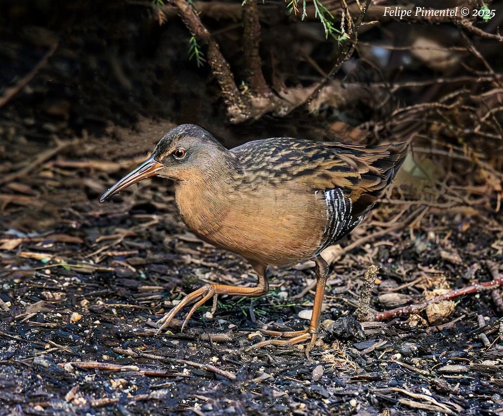Virginia Rail - ML643564063