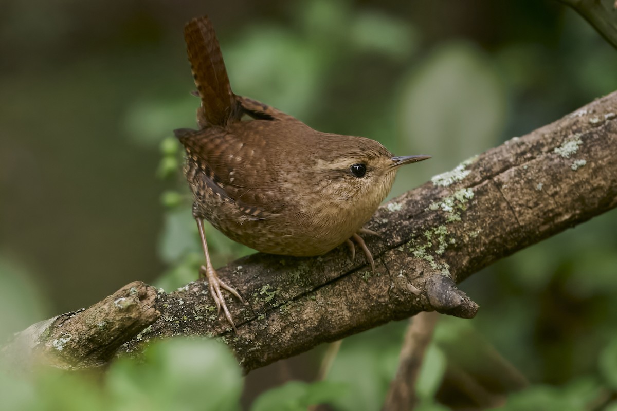 Winter Wren - ML643564073