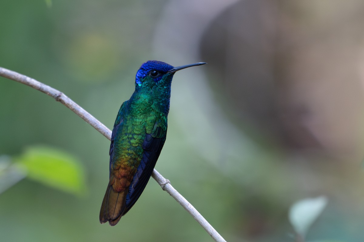 Golden-tailed Sapphire - ML643564104