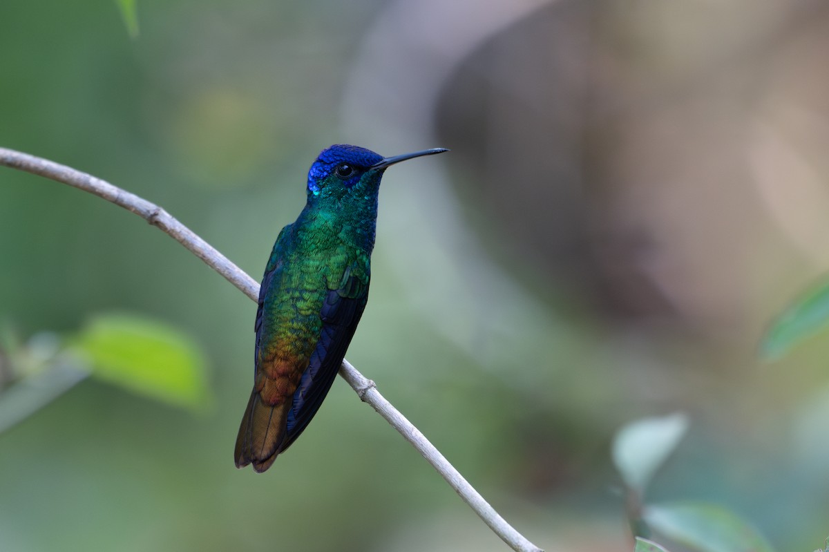 Golden-tailed Sapphire - ML643564108