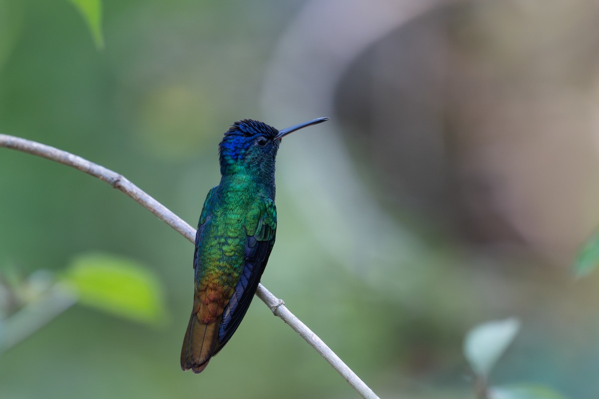 Golden-tailed Sapphire - ML643564109