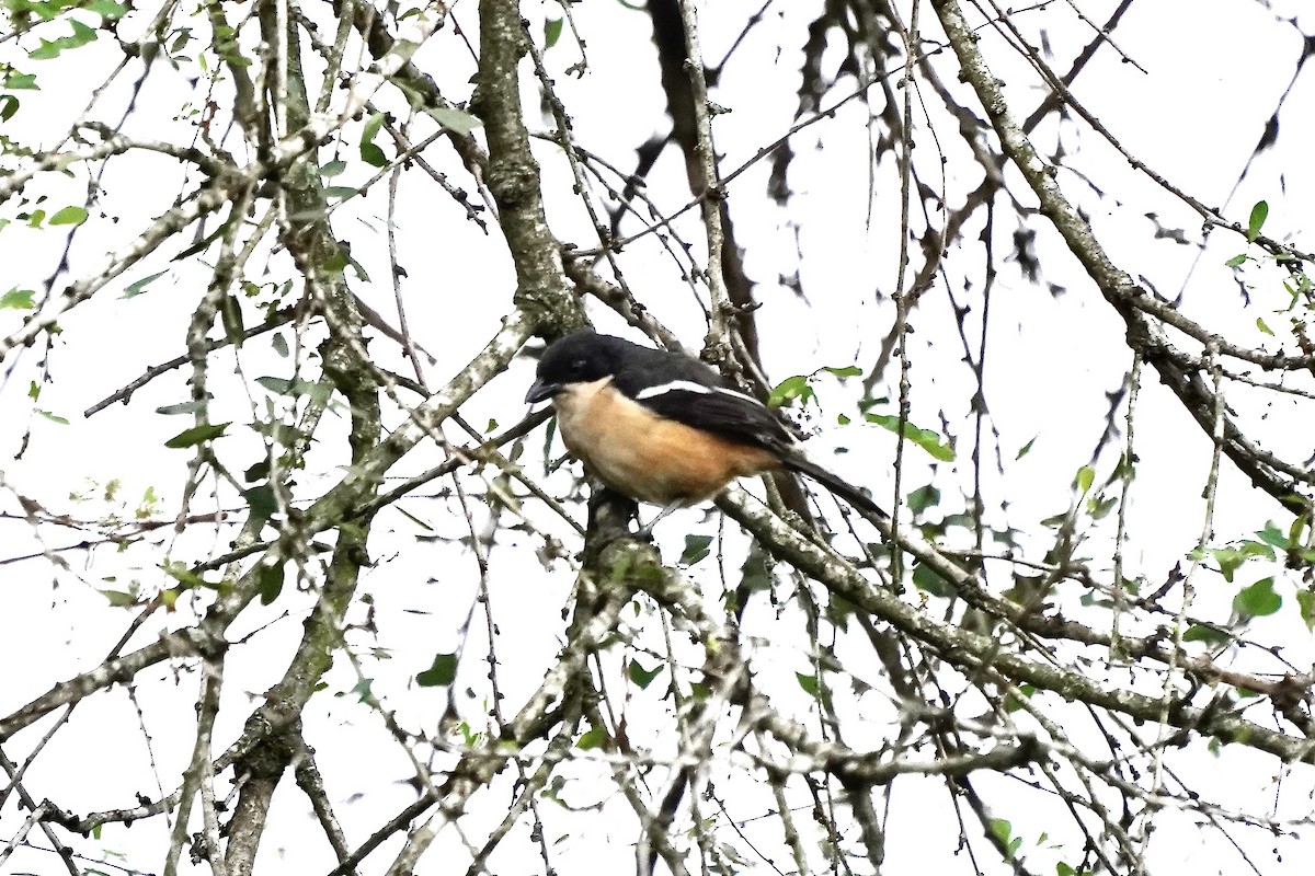 Southern Boubou - ML643564118