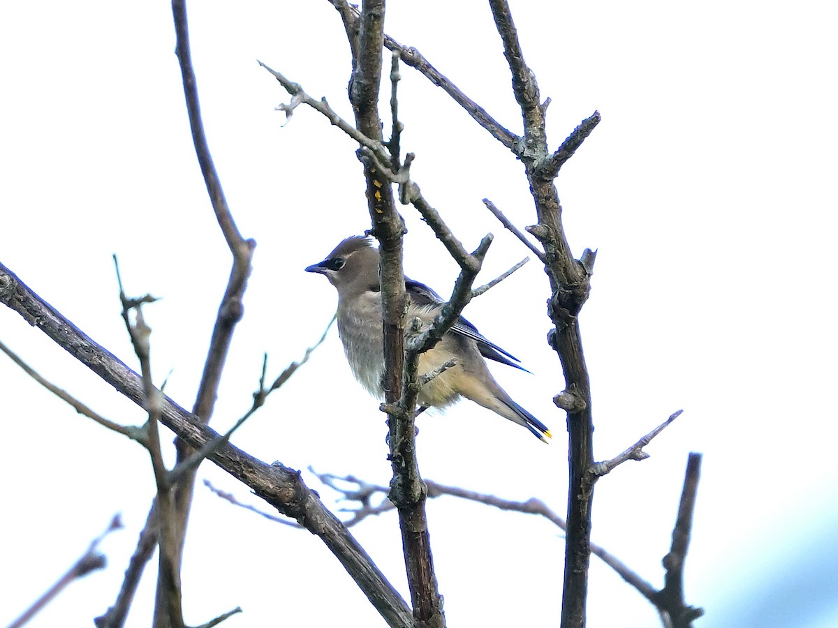 Cedar Waxwing - ML643564146