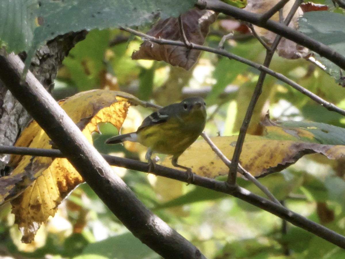 Magnolia Warbler - ML643564168