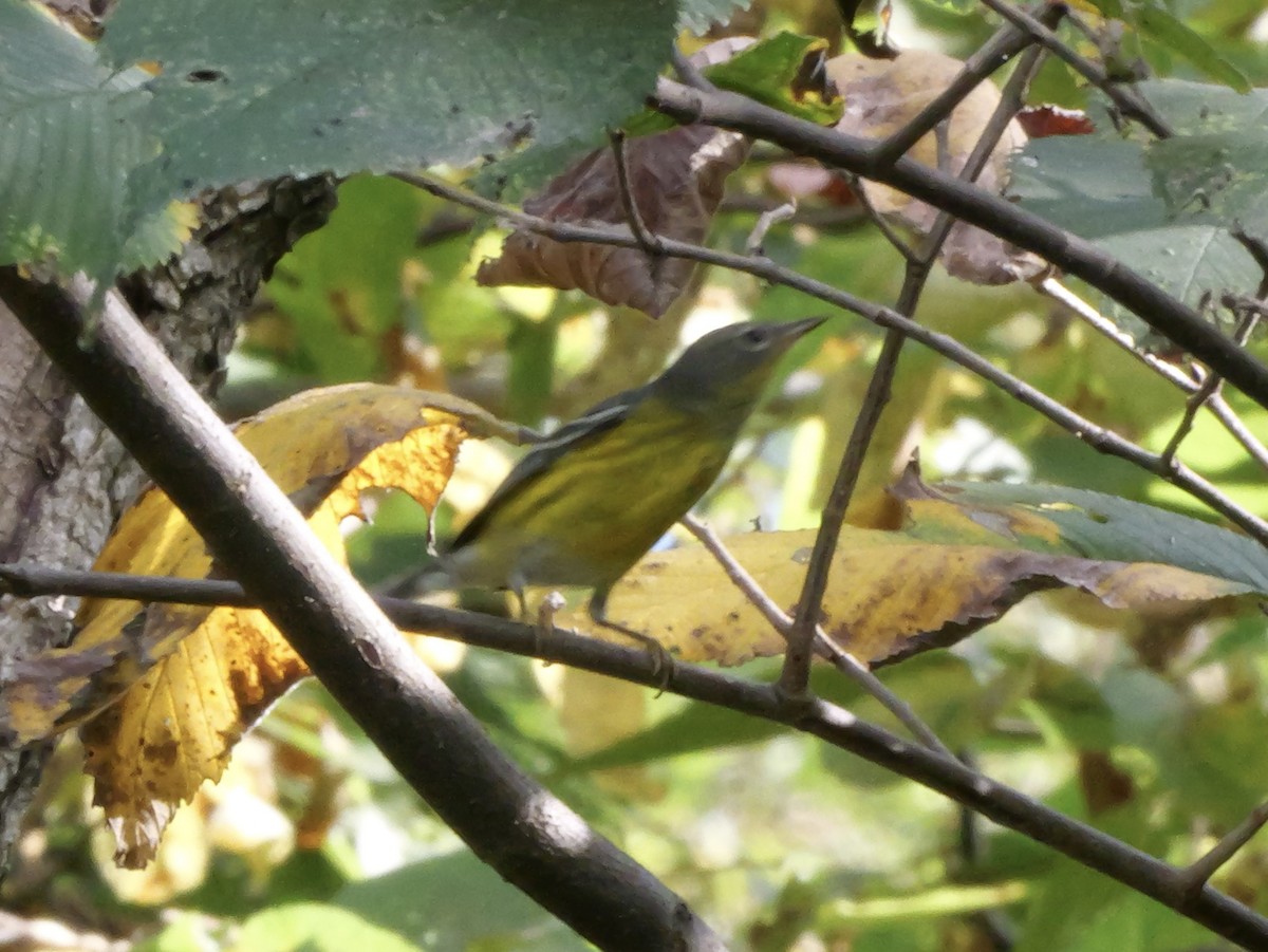 Magnolia Warbler - ML643564169