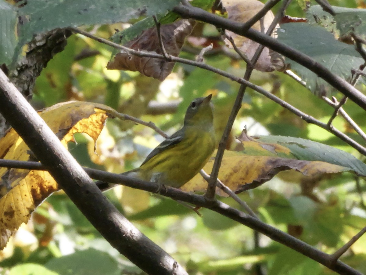 Magnolia Warbler - ML643564170