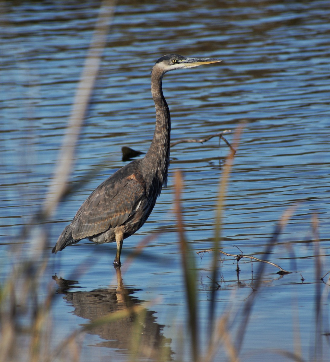 Great Blue Heron - ML643564175