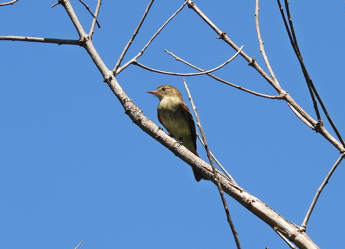 Euler's Flycatcher - ML643564184