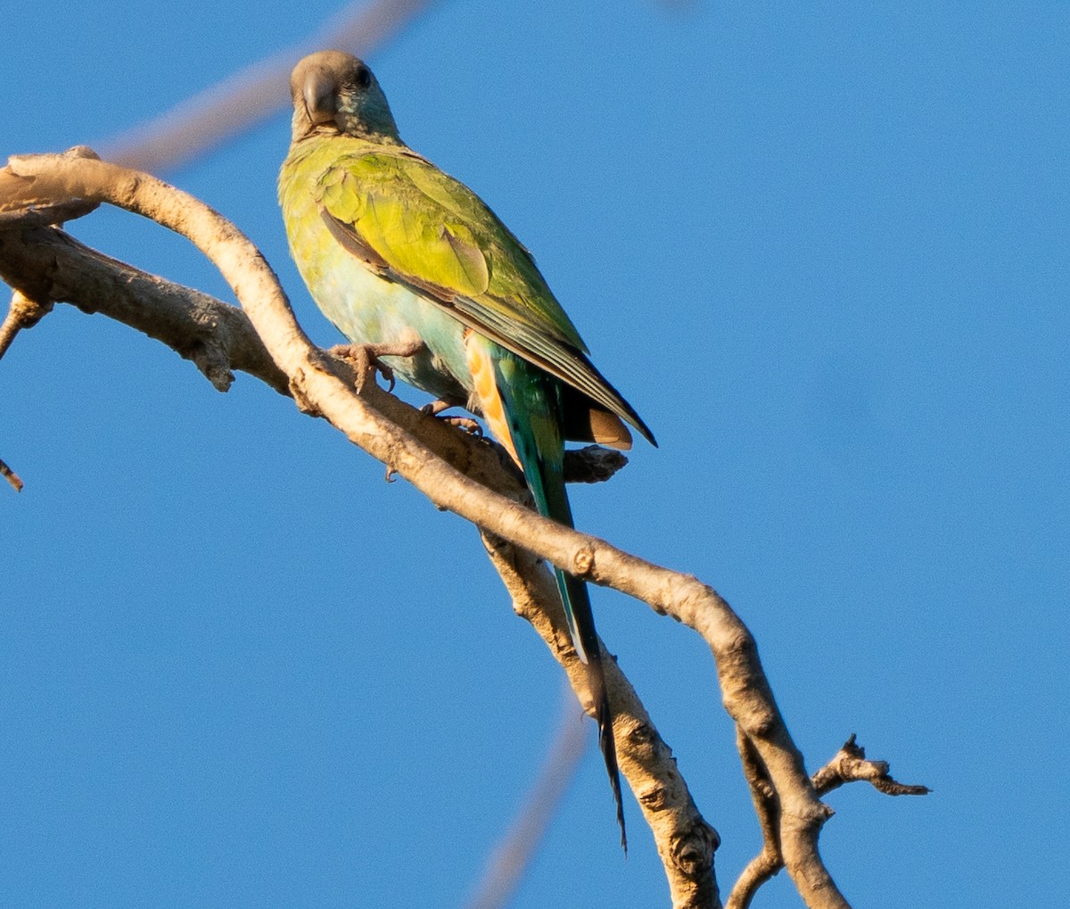 Hooded Parrot - ML643564191