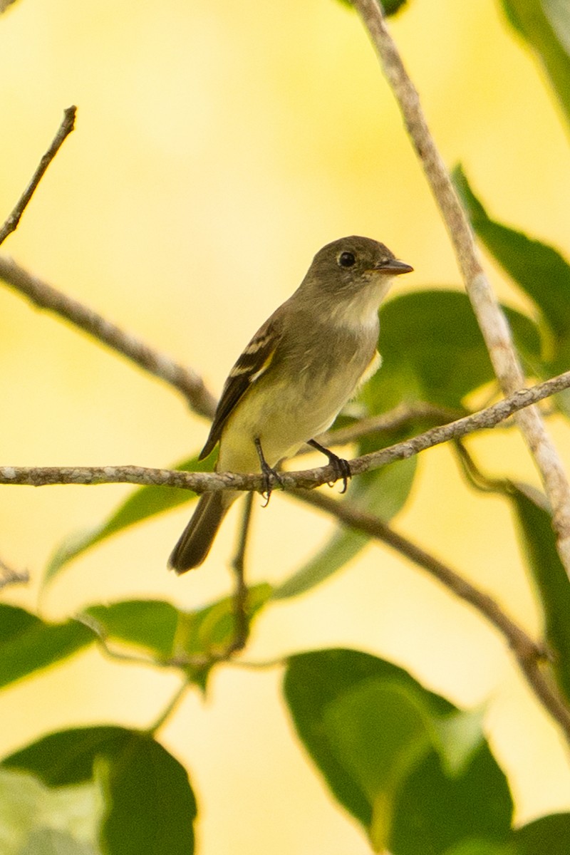 Euler's Flycatcher - ML643564202