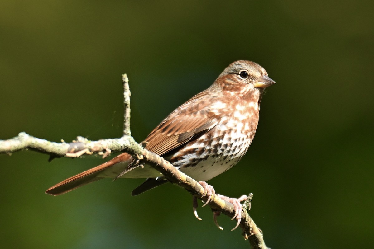 strnadec kaštanový (ssp. iliaca/zaboria) - ML643564219