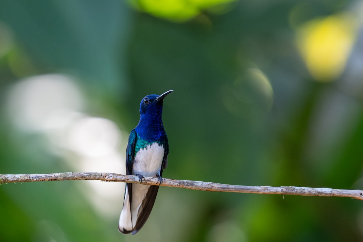 Colibri jacobin - ML643564226
