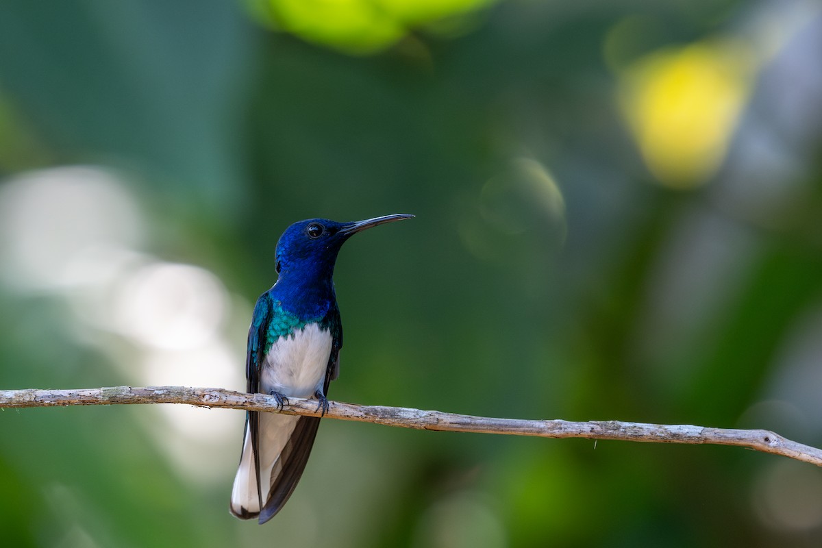 Colibri jacobin - ML643564227
