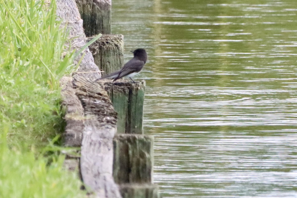 Black Phoebe - ML643564232