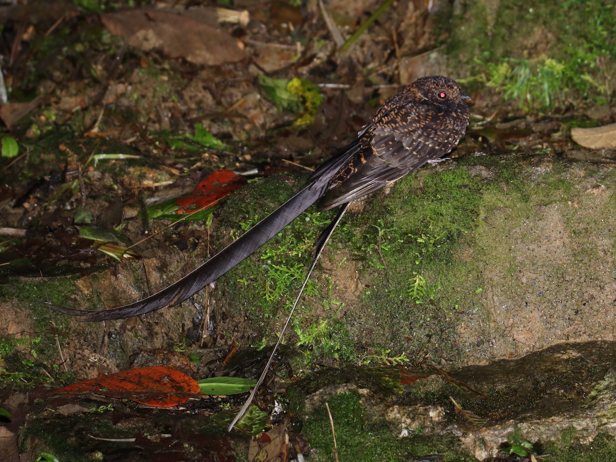Swallow-tailed Nightjar - ML643564234