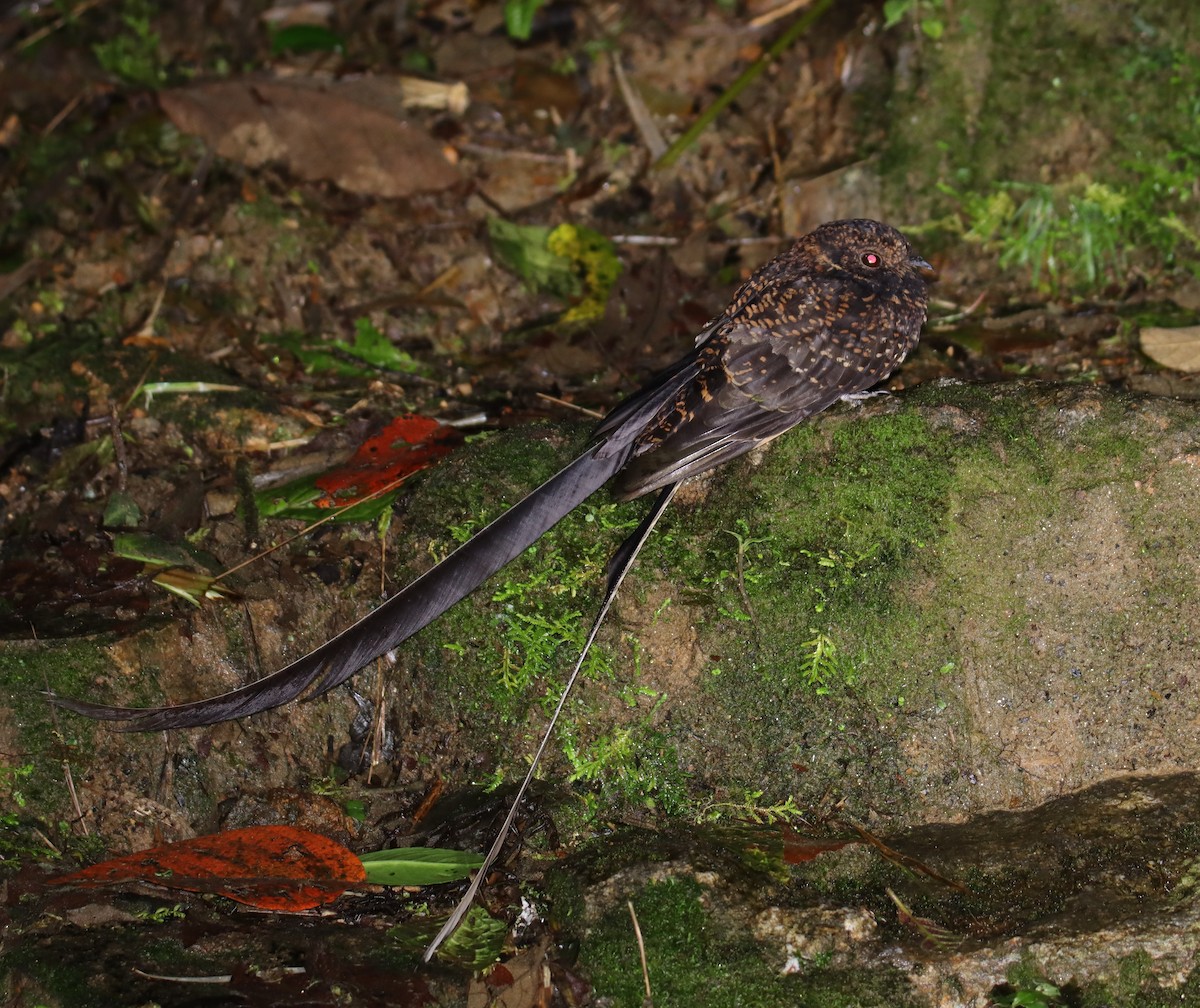 Swallow-tailed Nightjar - ML643564235