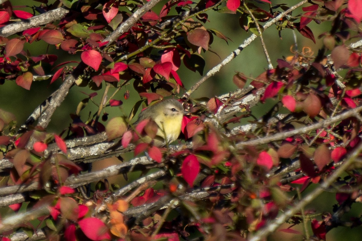 Philadelphia Vireo - ML643564262