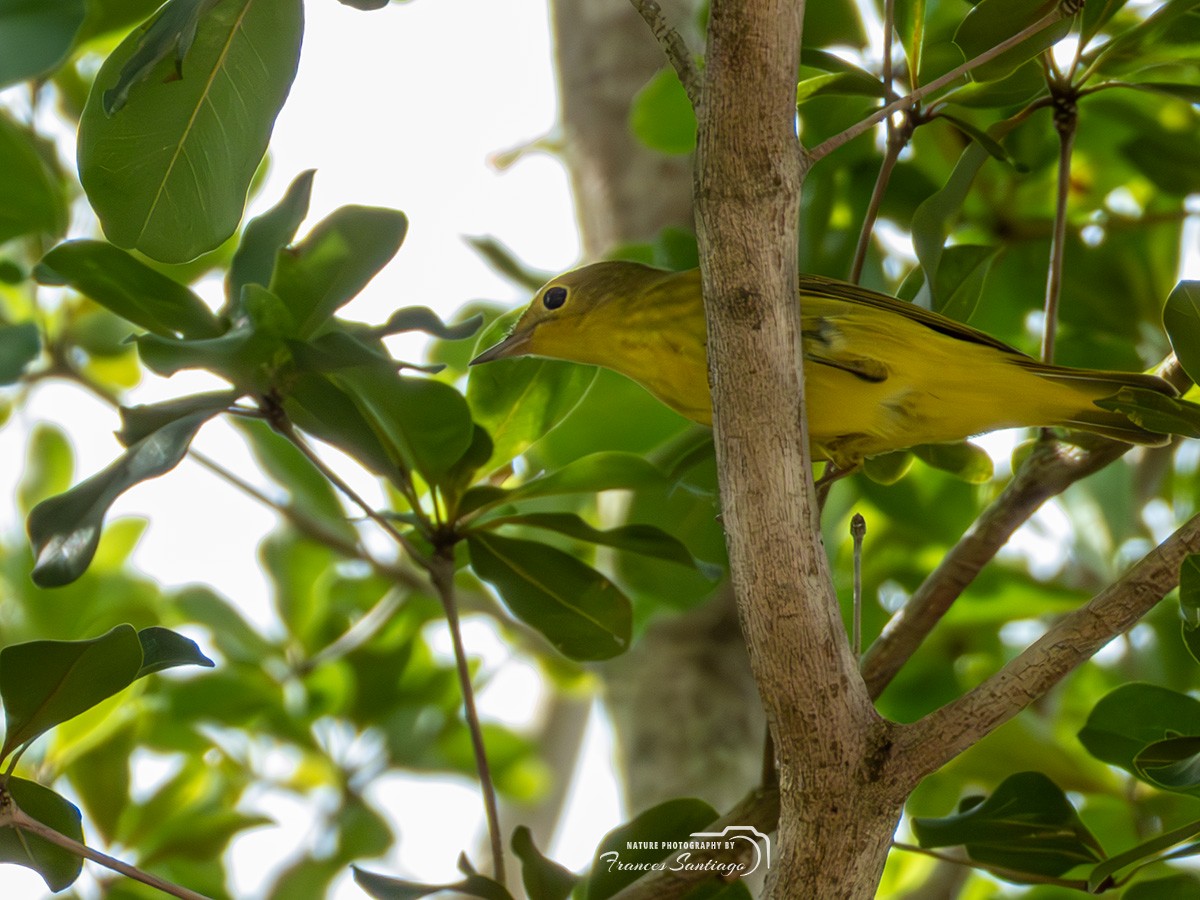 Sarı Ötleğen - ML643564264