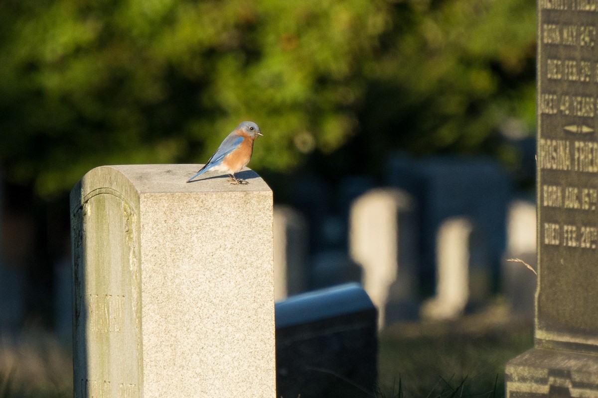 Eastern Bluebird - ML643564265