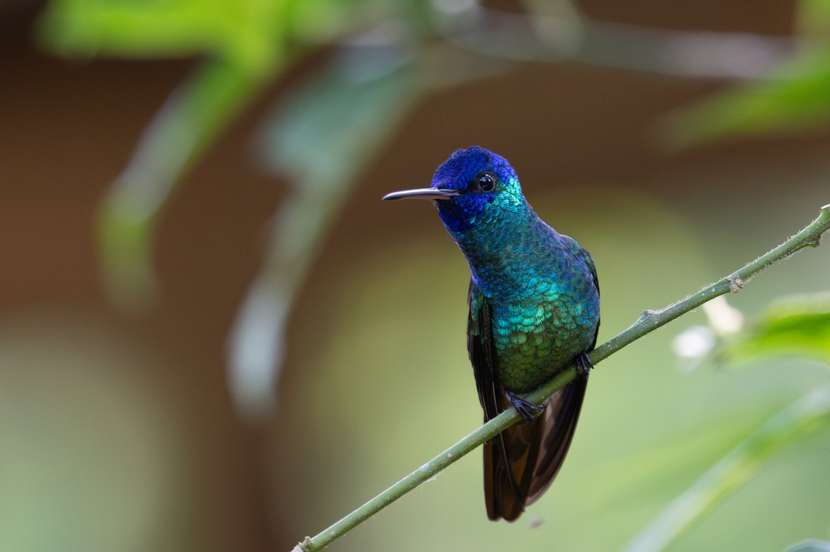 Golden-tailed Sapphire - ML643564267