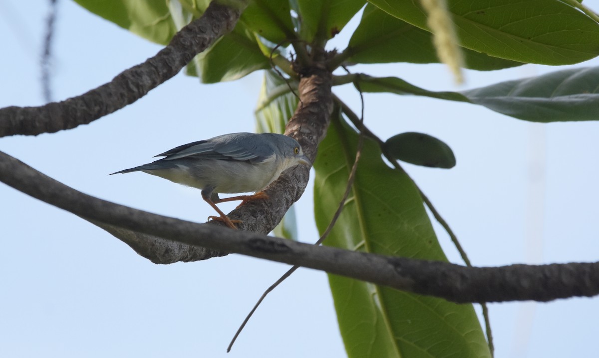 Hooded Tanager - ML643564288