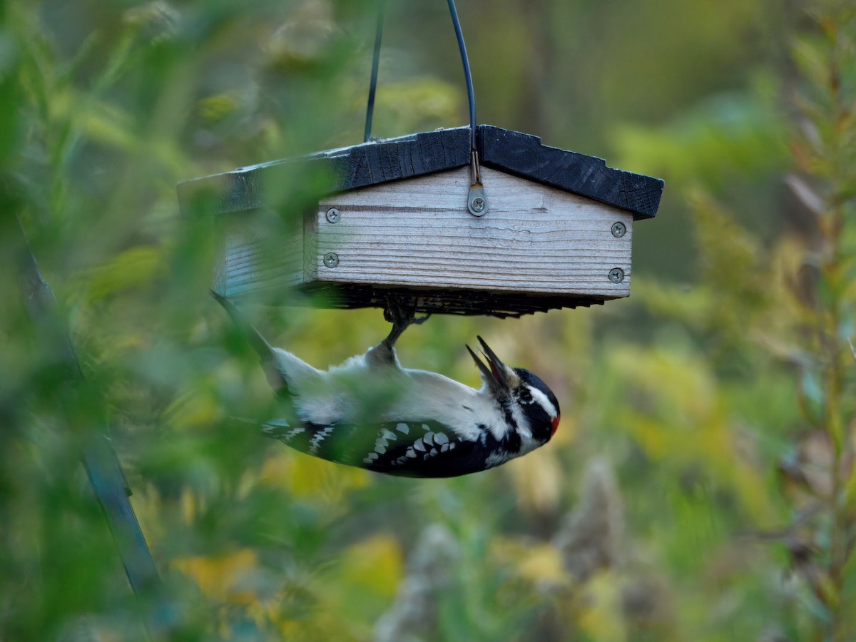 Hairy Woodpecker - ML643564289