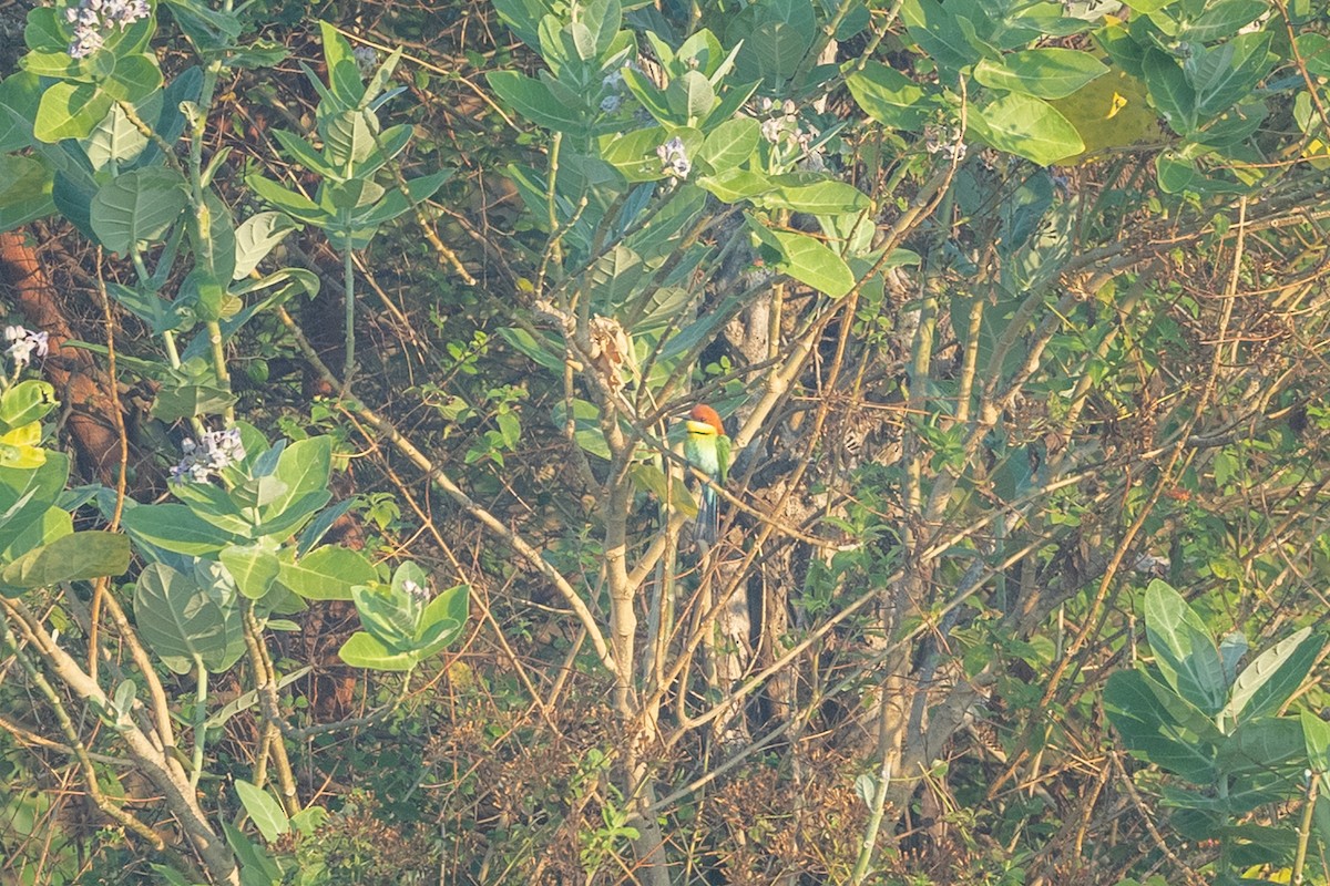Chestnut-headed Bee-eater - ML643564302