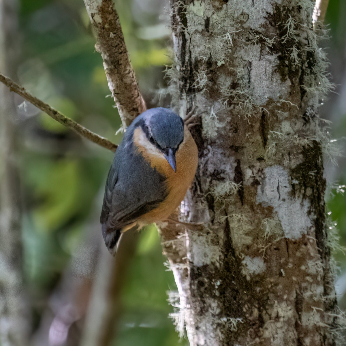 Garrapo eurasiarra - ML643564317