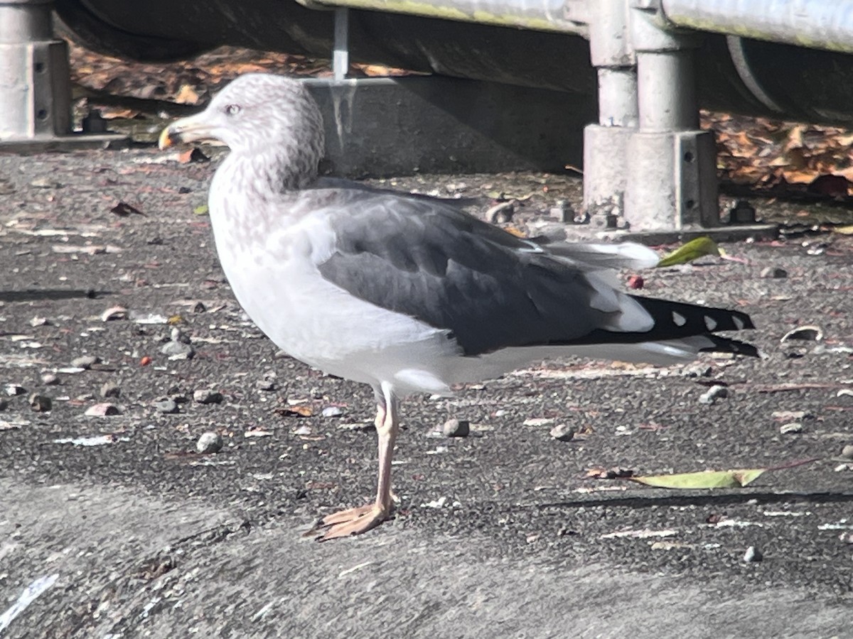 Lesser Black-backed Gull - ML643564321