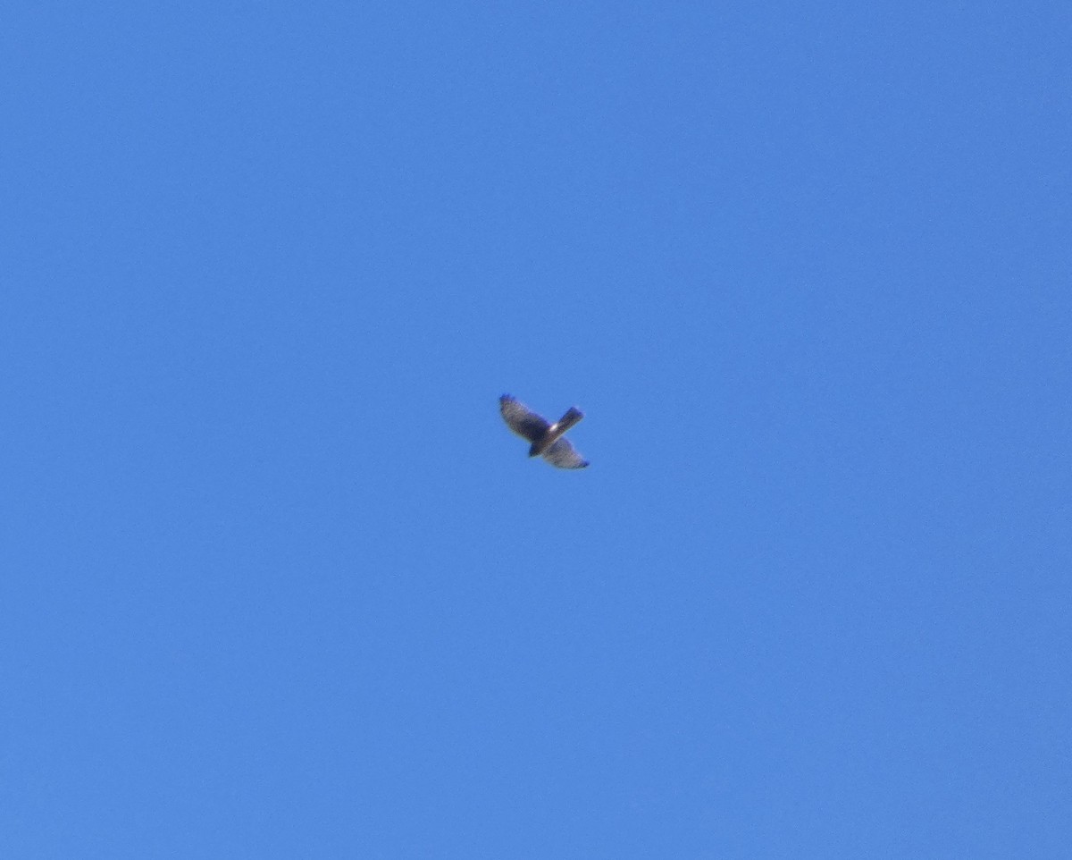 Northern Harrier - ML643564324