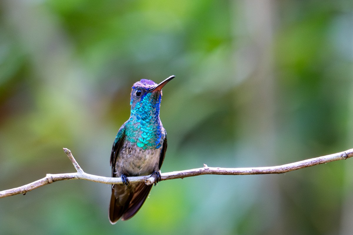 Golden-tailed Sapphire - ML643564325