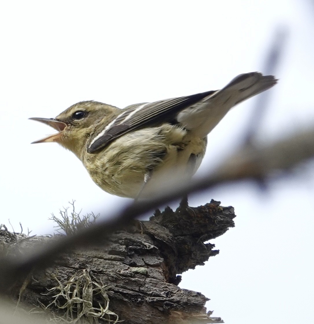 Blackburnian Warbler - ML643564329