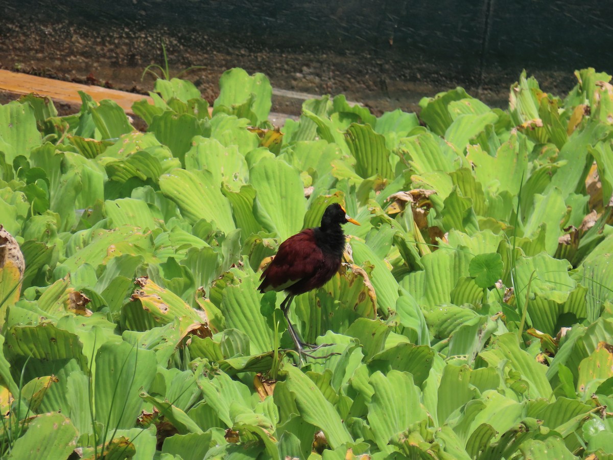 Northern Jacana - ML643564332