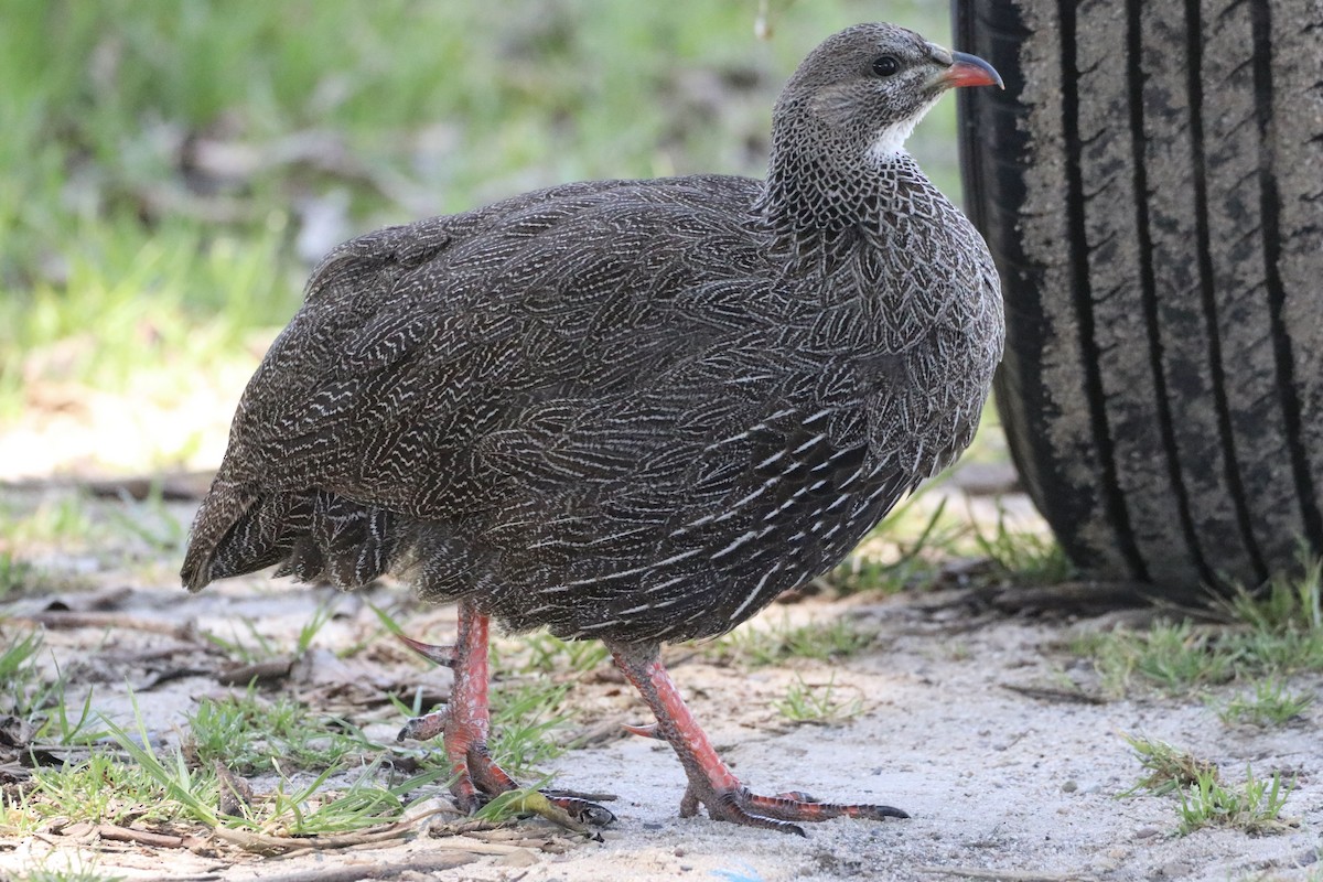 Cape Spurfowl - ML643564334