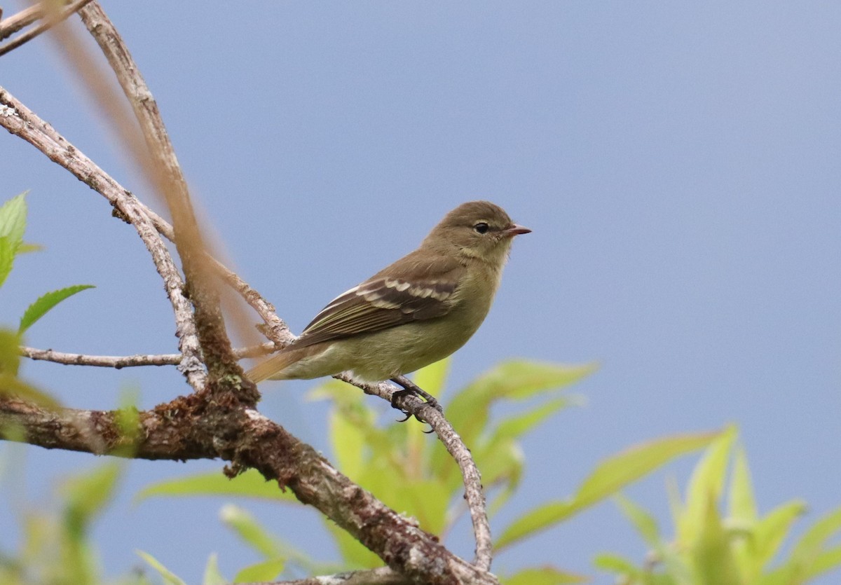 Highland Elaenia - ML643564357