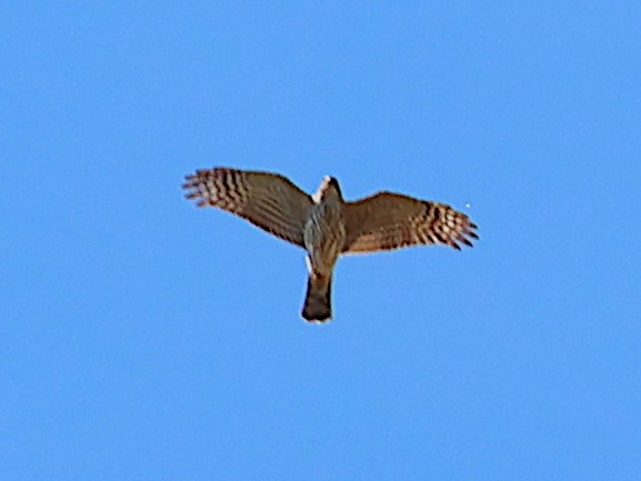 Northern Harrier - ML643564377