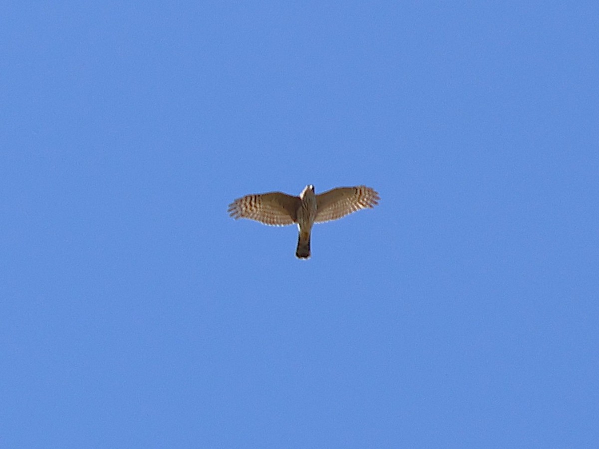 Northern Harrier - ML643564378