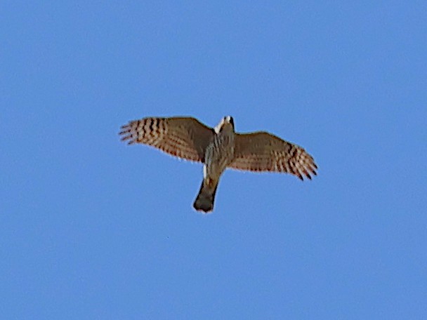 Northern Harrier - ML643564379