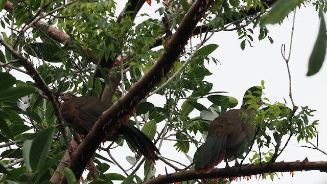 Rufous-bellied Chachalaca - ML643564394