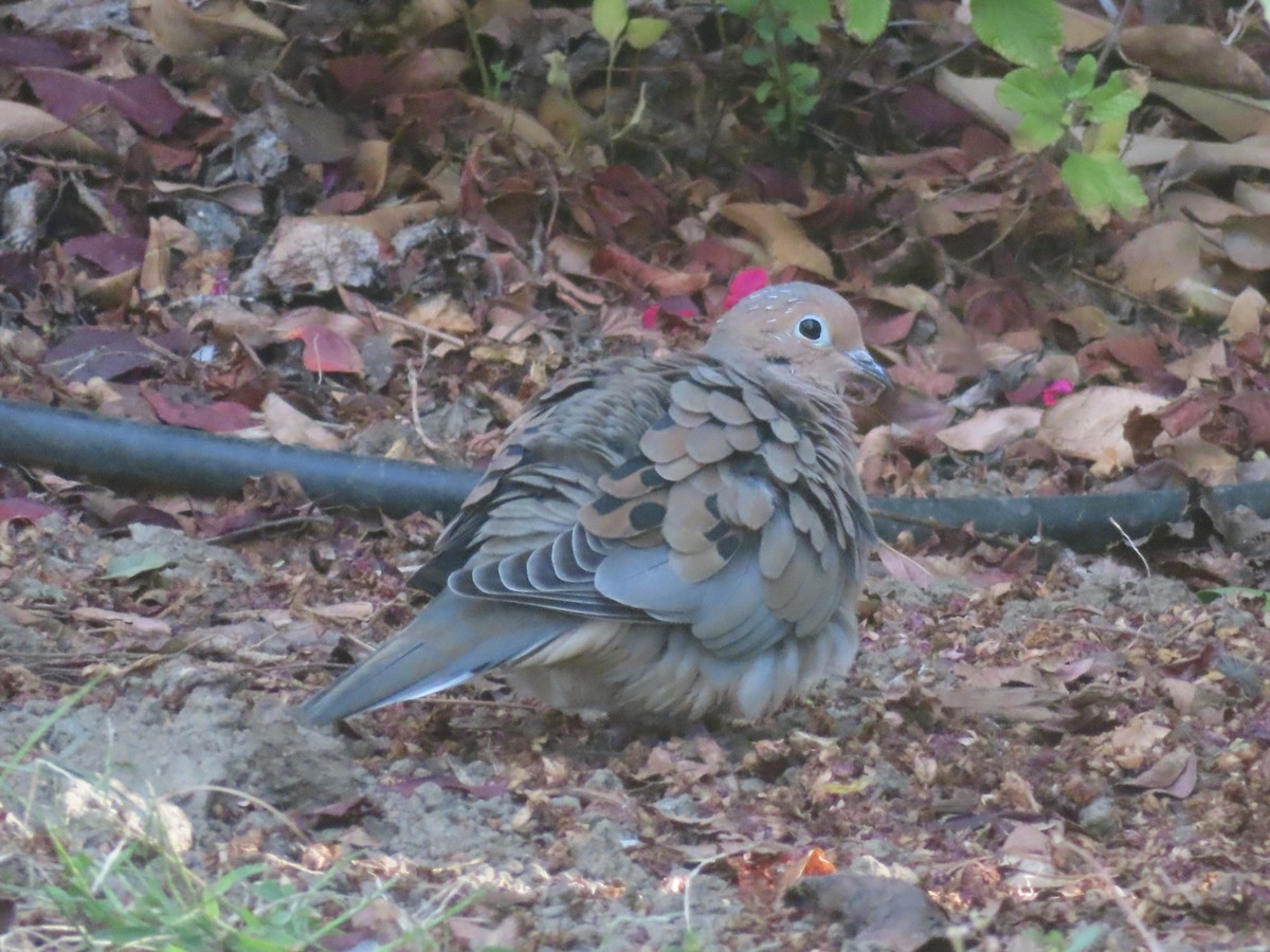 Mourning Dove - ML643564399