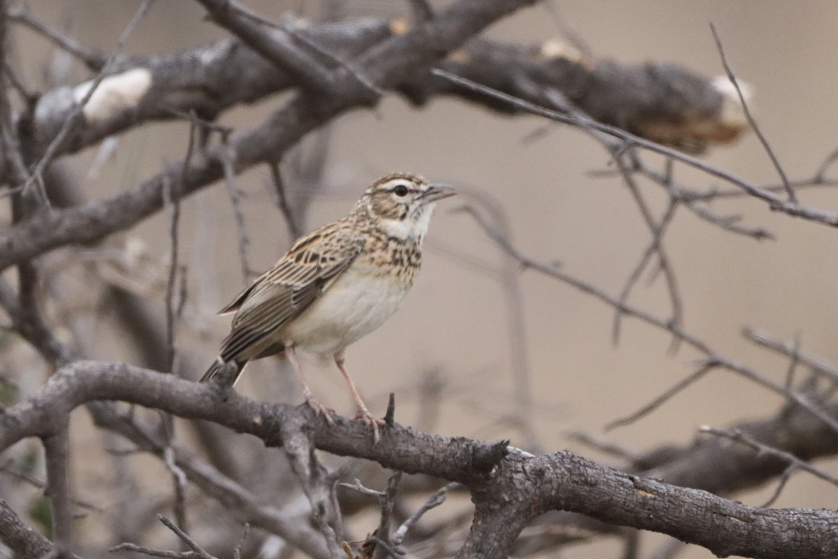 Sabota Lark - ML643564400