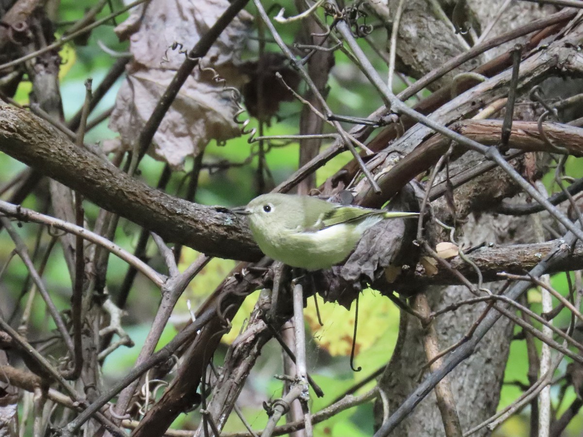 rubinfuglekonge - ML643564404