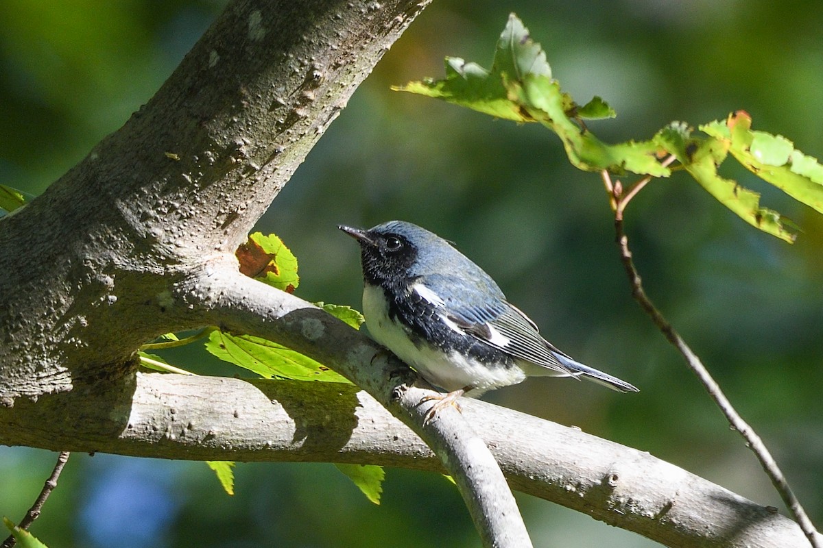 blåparula - ML643564406