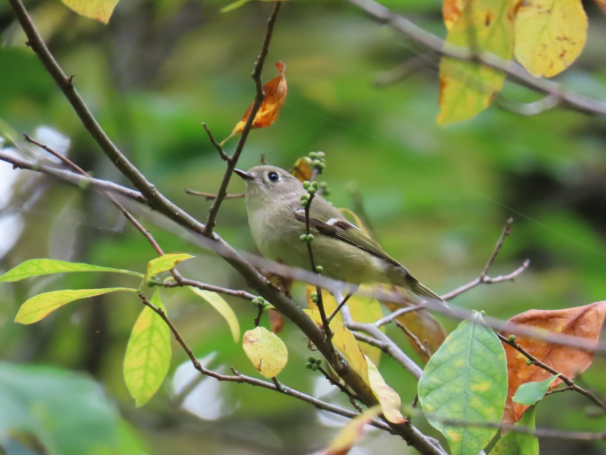 rubinfuglekonge - ML643564408