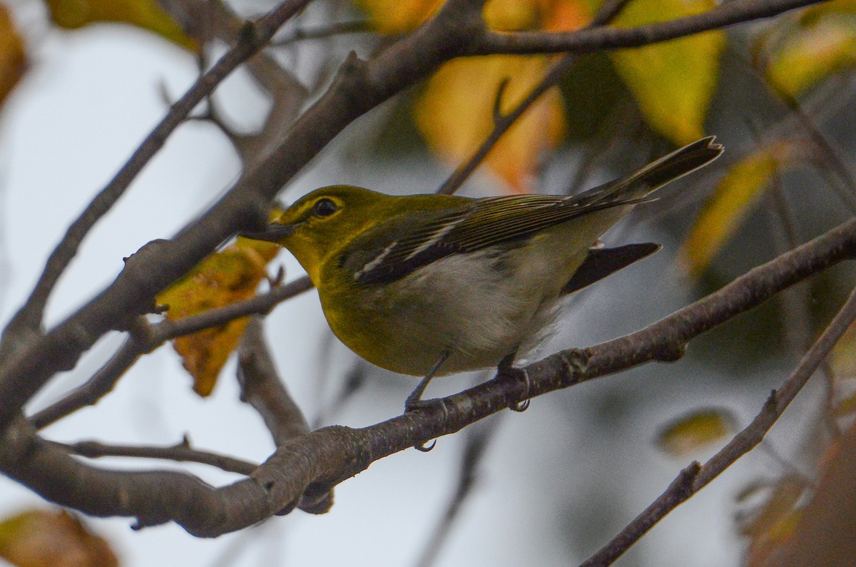 Yellow-throated Vireo - ML643564411