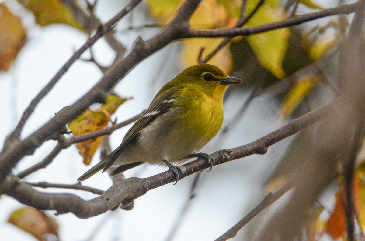 Yellow-throated Vireo - ML643564417