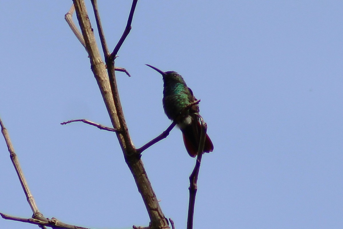 Green-breasted Mango - ML643564441